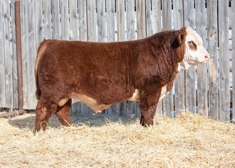 bull