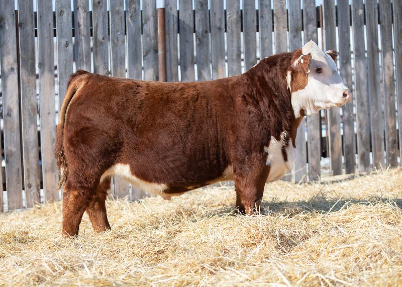 bull