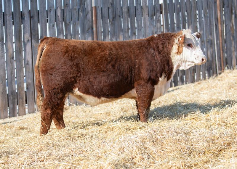 bull