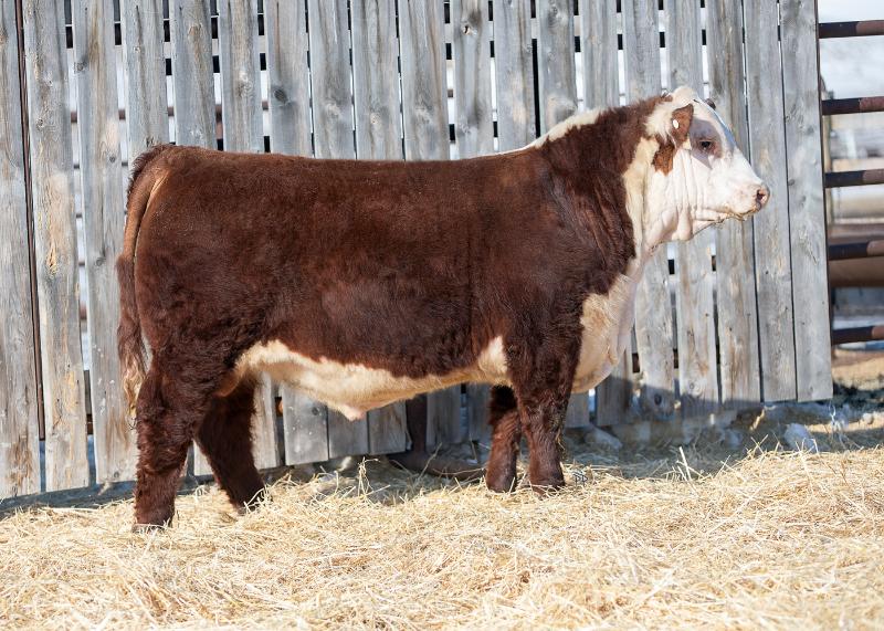 bull