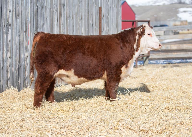 bull