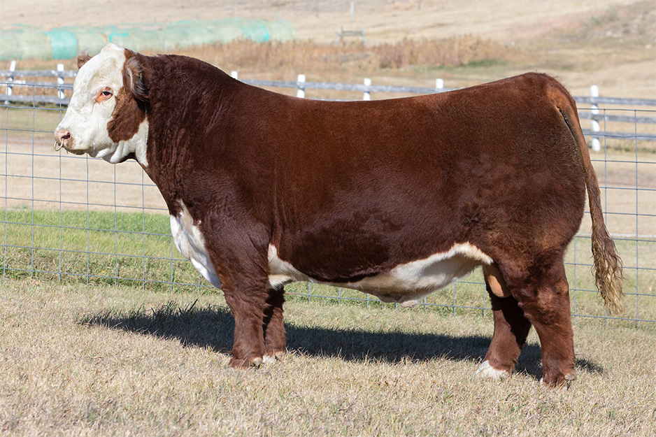 Hereford bull