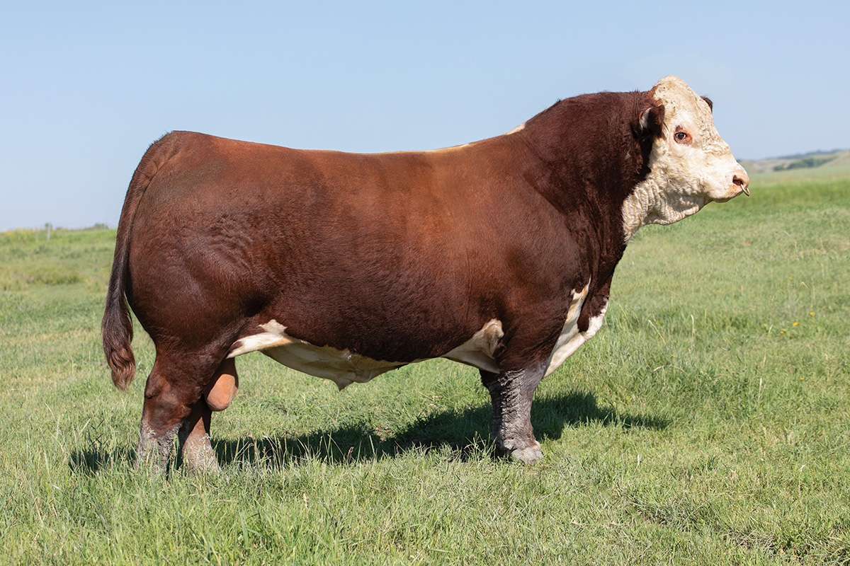 Hereford bull