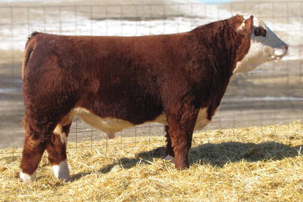 bull